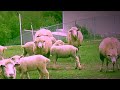 Counting sheep (piano piece) / David Rubinstein