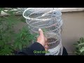 Outdoor Grow Motherplant to  Mainline ExperiGrow (15-April-2024)