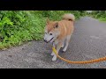 【柴犬】ご一緒に のんびりしませんか。promenade after the rain.