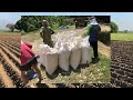 Land Preparation for Second Crop Corn || 111K Gross Sale for Half Hectare Yellow Corn