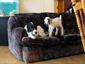 Buster the boer goat buckling with Lucy, our border collie