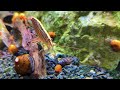 20 Amazing Shrimp Tank Mates! (Create The Perfect Community Aquarium)
