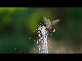 Hummingbirds' Flying Marvels Unveiled! 🌺🕊️ 4K