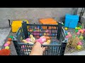 Catch Cute Chicks, Colorful Chickens, Rainbow Chickens, Beautiful Chickens, Purple Chicken, #37