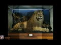 CAPE LION extinct or alive ?? (tribute)