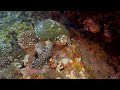 The Ocean 4K (ULTRA HD) - Beautiful Coral Reef Fish - Stress Relief - Nature Sounds, Sleep Music #11