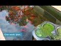 Removing Planktonic Algae from a Pond with UV Light