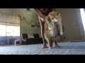 Cats dancing to happy ginger calico kitty