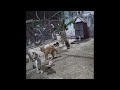 🐱😂 So Funny! Funniest Cats and Dogs 2024 🤣🙀 Funniest Animals 2024 # 19