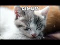 잔잔한 재즈로 고양이와 함께하는 편안한 음악