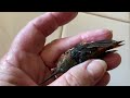 Hummingbird Comes Back to LIFE with Love & Care, Yorkie Saves Tiny Bird Covered in Oil, HUMMINGBIRDS