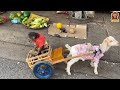 YoYo JR takes the goat to harvest vegetables and  goes market sell | full version