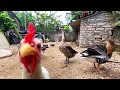 How to feed chickens - The dog watched the chicken eat - Goose and chicken eat together.