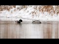 Cold River Adventures of Ducks and Geese to Soothing Guitar Music