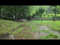 [ASMR]☂️Natural rain sounds for sleeping💤 쉬원한 빗소리에 꿀잠💤💤 빗소리 asmr