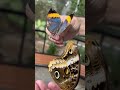 Dubai Butterfly Garden: A Kid’s Dream