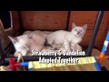 The Story Of The Adorable 7 Foster Kittens