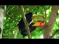 7 Most Beautiful Hornbills In The World