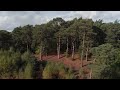 Oxshott Heath and Woods | Drone Footage | London