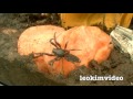 Redback Spider Vs White-Tailed Spider Pray For Gonzo Deadly Spiders Attack Week 5