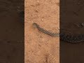 How far can a Mojave Rattlesnake strike?