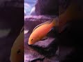 Fish aquarium view 5 minute fish tank video 🐠🐟🎏