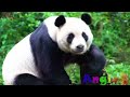 Wild Animal Sounds In Nature Cow, Horse, Dog, Elephant, Rooster,  Hen, Duck,...  Animal Moments#12