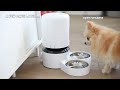 What dogs do when you're not home? Pomeranians Home Alone With An Automatic Feeder #petlibro