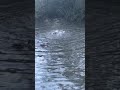 Battle of the ducks (Watch till end)!