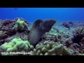 Nautilus Reef Oahu- Scuba Dive Waikiki