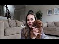 I GOT A PUPPY VLOG | Bringing a toy poodle home, Puppy haul, First vet visit & Tips, First 48 hours