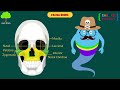Human Skull: Definition, Anatomy, Structure, & Function - Human Skull for Kids - Learning Junction
