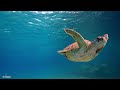 Where Time Slows Down: 4K Ocean Escape with Tranquil Piano Reflections | 4K Ocean