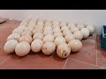 Harvesting Ostrich Eggs - Dangerous Working Harvest Ostrich Egg for Hatching and Breeding
