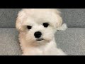 TOP 10 REASONS WHY TO CHOOSE A MALTESE PUPPY