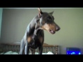 Howling Doberman