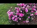 Public Park Rose Garden In Full Bloom