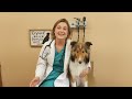 How much Advil will kill your dog??? | Ibuprofen Toxicity in dogs