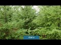 A Forest Begins: Timelapse of a Planted Forest