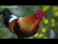 The Red Jungle Fowl Breed Profile: Egg Laying, Temperament, Broodiness