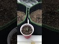 [Attitude seeds] Autoflower grow day 4