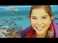 Goldfisch | Information für Kinder | Anna und die Haustiere