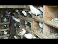 Biggest Pigeon farm | agriculture friend