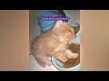 😘 When Cats Are So Silly 😹 I will die laughing 😸 Funny Cats Moments 😆
