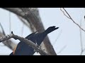Red-winged Blackbird Perched in Tree Video