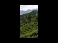 Munnar tea plantation (vertical view)