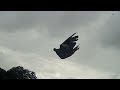 Wood Pigeon Shooting Shotkam Footage 2022