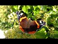 Beautiful Red Admiral Butterfly - Sunday, 8 October 2023