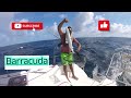 Dangerous Barracuda in Grenada 🇬🇩 #sailing #fishing #fish #barracuda #trolling #closecall