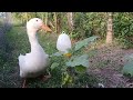 Cute animal videos 😅🤣 The duck is happy with the chicken